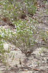 Apalachicola false rosemary